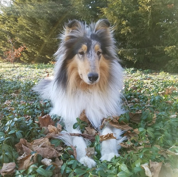cuddlecollie